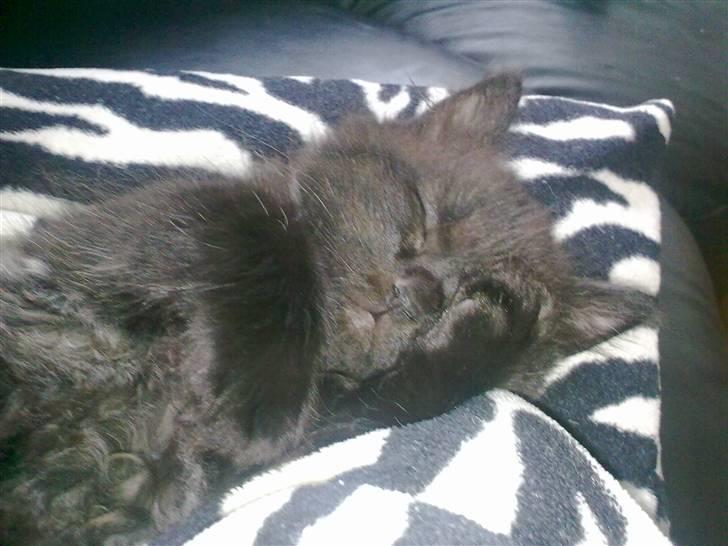 Blanding af racer Konrad billede 2