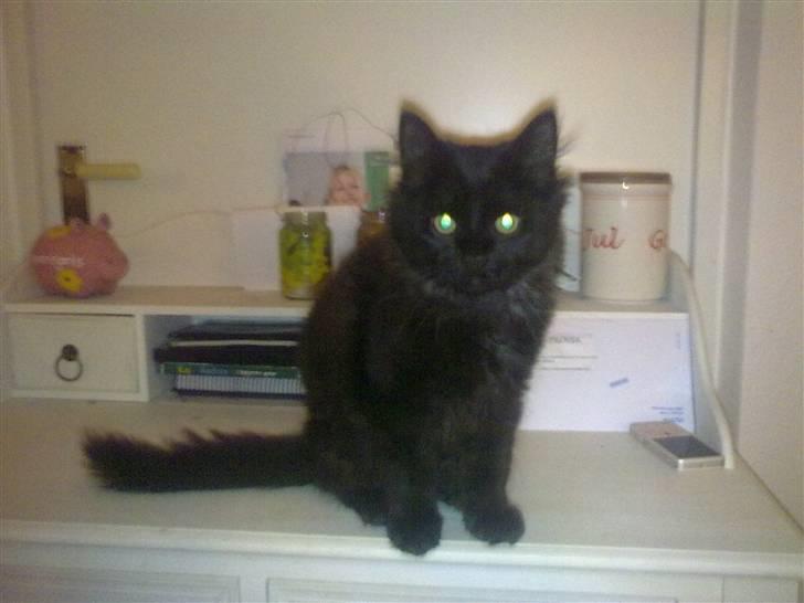 Blanding af racer Konrad billede 3