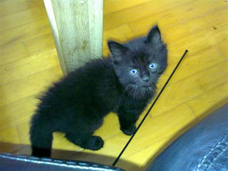 Blanding af racer Konrad billede 4