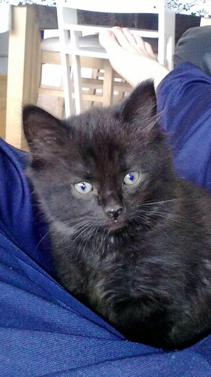 Blanding af racer Konrad billede 5