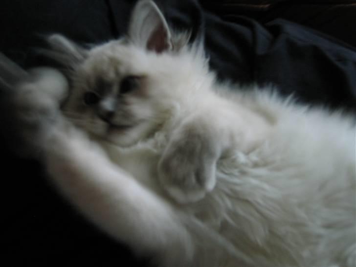 Hellig Birma Tøffe billede 1