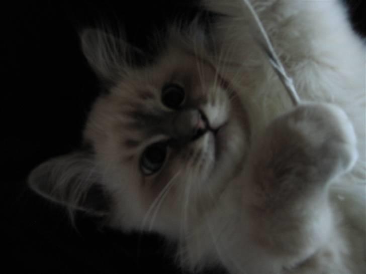 Hellig Birma Tøffe billede 2