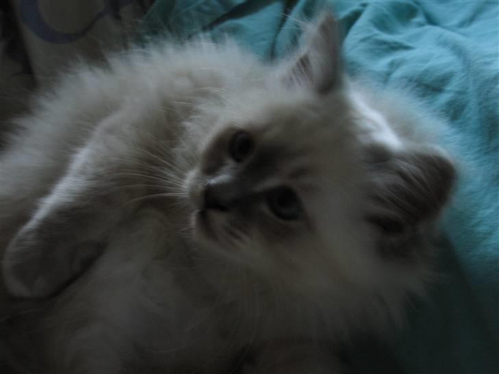 Hellig Birma Tøffe billede 3