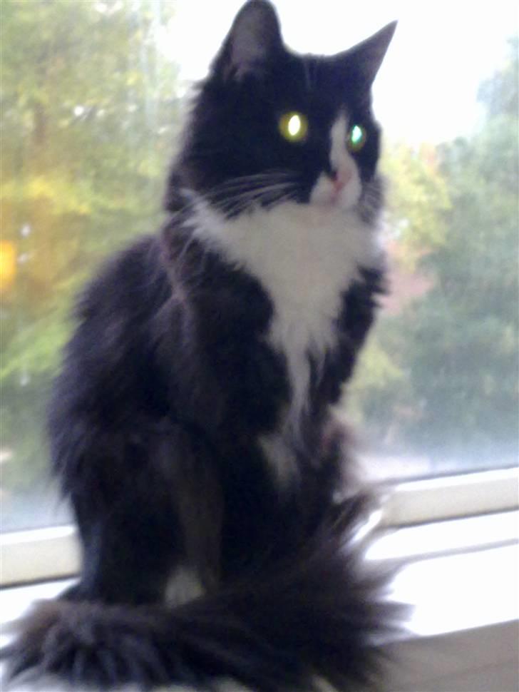 Maine Coon pjuske billede 1