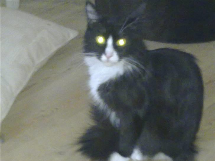 Maine Coon pjuske billede 2