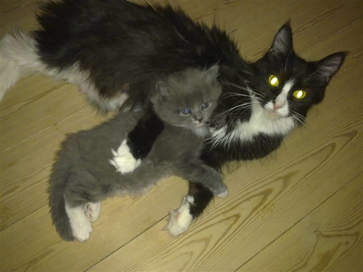 Maine Coon pjuske billede 3