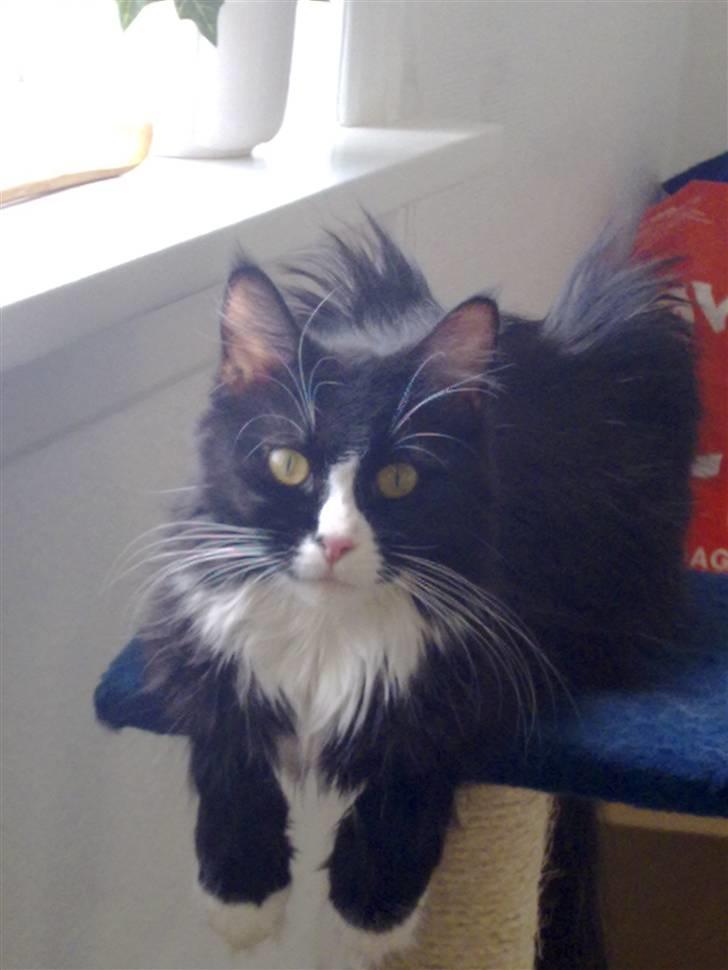 Maine Coon pjuske billede 4