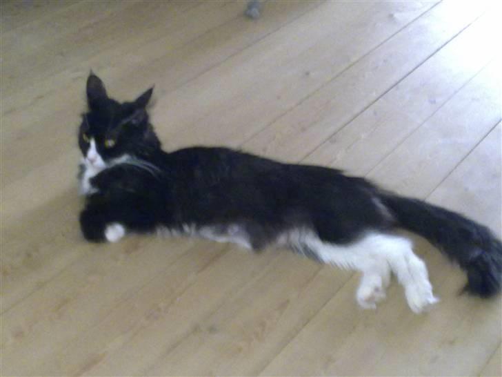 Maine Coon pjuske billede 5