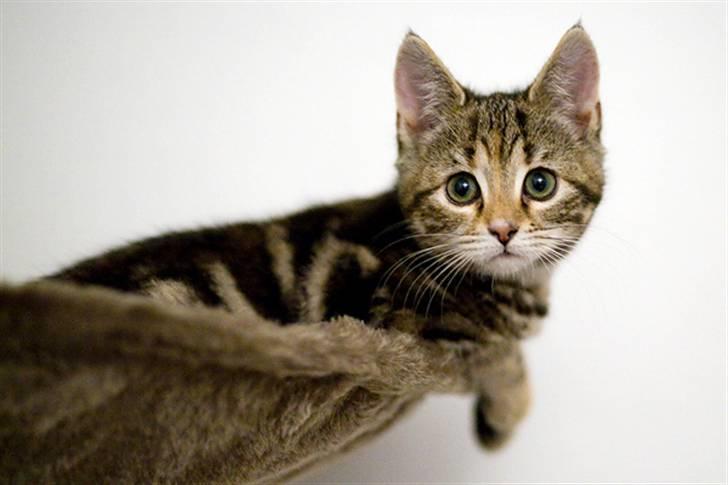 Huskat Castor billede 1