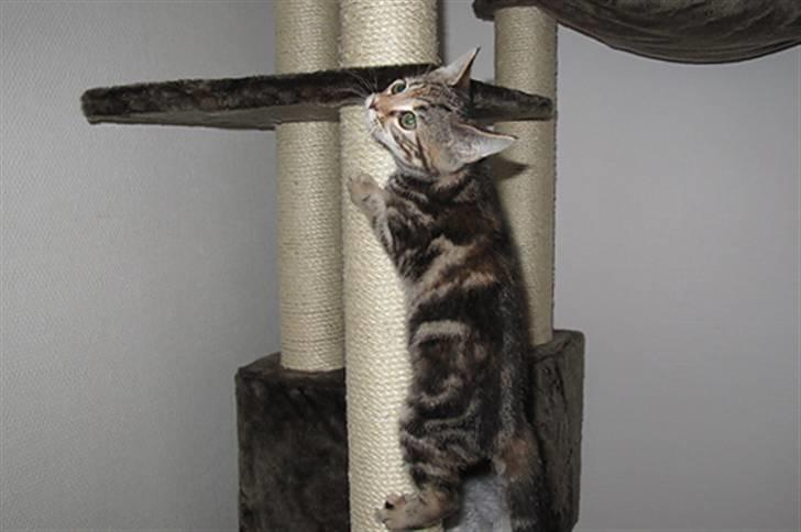 Huskat Castor - Castor´s første kravletur i kattemiljø´et billede 2