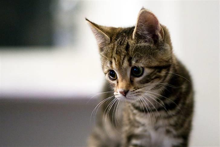 Huskat Castor - på vagt :) billede 3