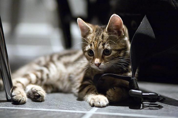 Huskat Castor - Ligger og holder øje med hvad brormand, Pollux laver billede 4