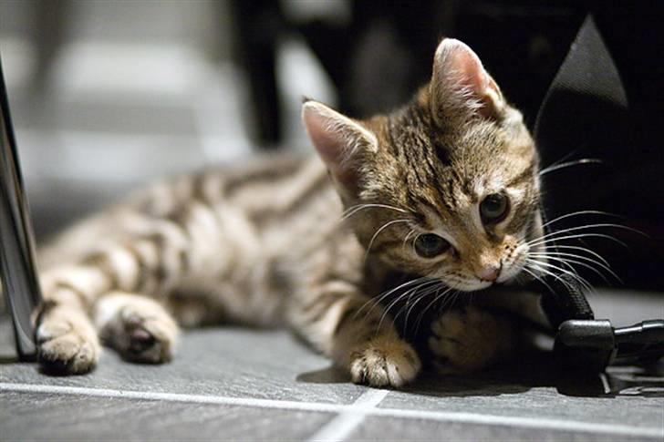 Huskat Castor - hun undersøger om spænderne på min fototaske kan spises.. billede 5