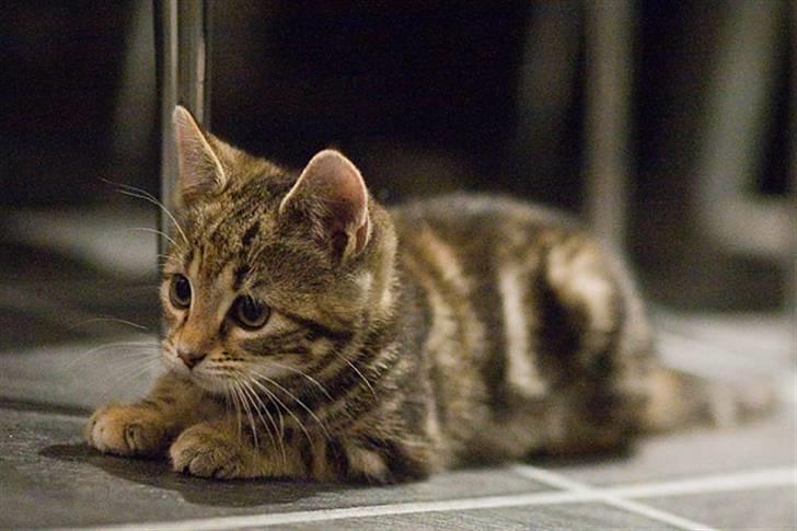 Huskat Castor - Ligger på lur inden hun springer på brormand, Pollux billede 6