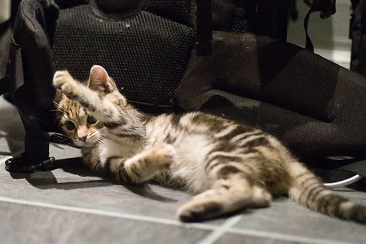 Huskat Castor - Mere leg med fototasken billede 7