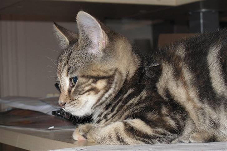 Huskat Castor - Her ligger hun på hylden under sofabordet og holder øje med "verdenssituationen" billede 8