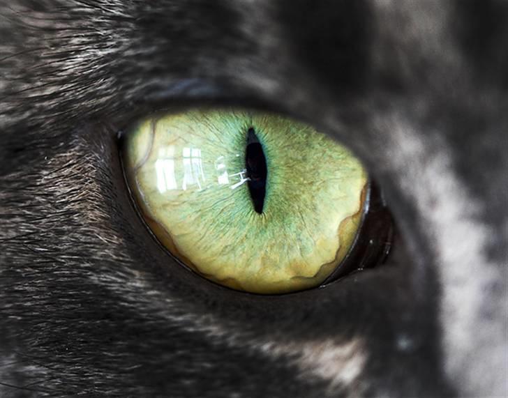 Huskat Pollux - "Eye of Pollux" billede 1