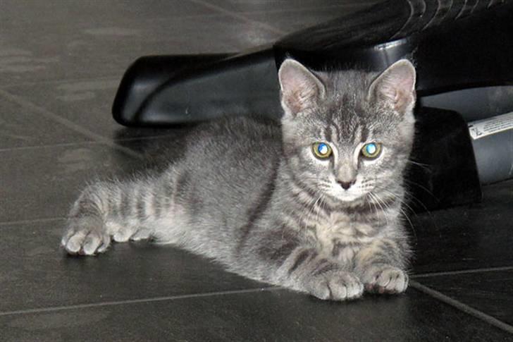 Huskat Pollux - ligger på gulvet i spisestuen og holder øje billede 2