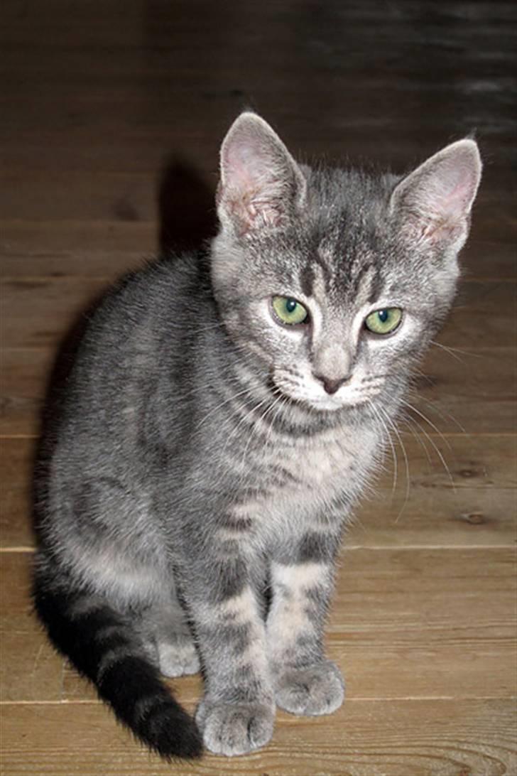 Huskat Pollux - følger med i hva søster, Castor laver billede 3