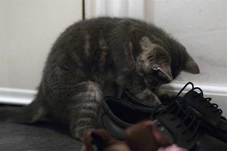 Huskat Pollux - Har fundet min kærestes sko og den har spændende snørrebånd :) billede 4