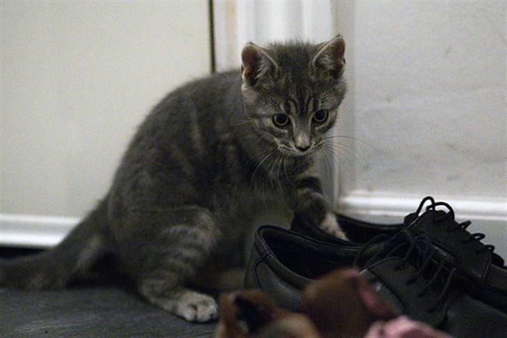 Huskat Pollux - taget på fersk gerning igang med at tygge i snørrebånd.. billede 5