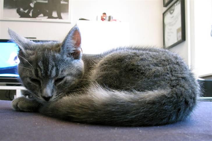 Huskat Pollux - endnu en hyggestund på sofaen - det dejligste sted at putte billede 6