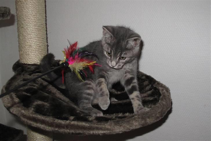 Huskat Pollux - første gang i katte kradse mijøet.. og en legepind :P billede 7