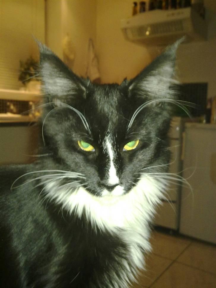 Maine Coon miv billede 1