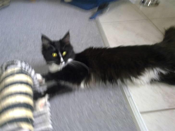 Maine Coon miv billede 2