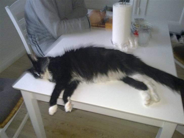 Maine Coon miv - her ligger hun og er meget højgravid billede 3