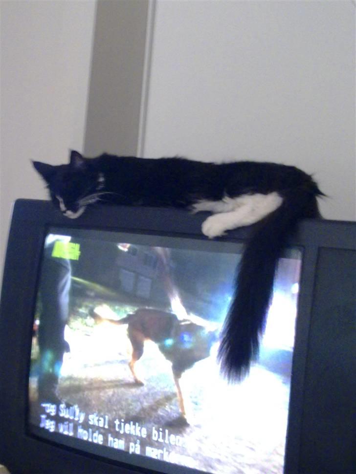 Maine Coon miv billede 4