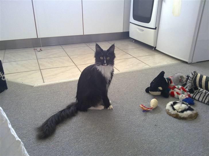 Maine Coon miv billede 5