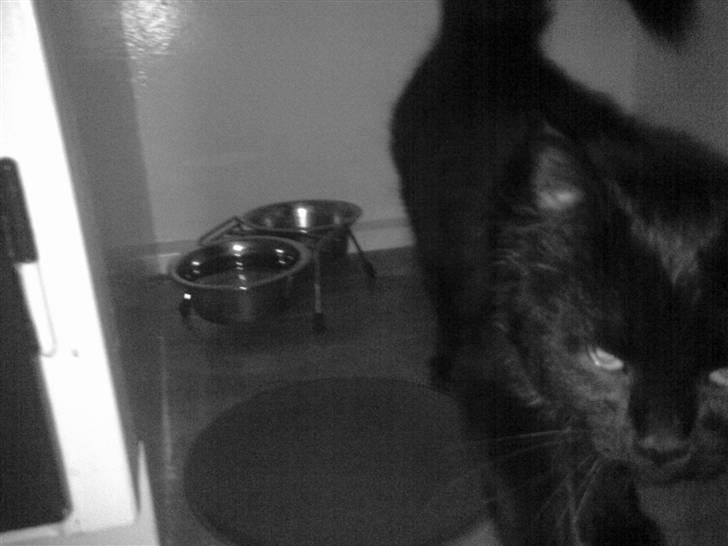 Blanding af racer Konrad billede 6