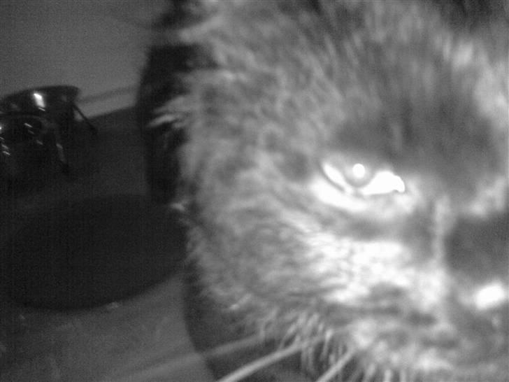 Blanding af racer Konrad billede 7