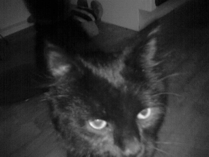 Blanding af racer Konrad billede 8