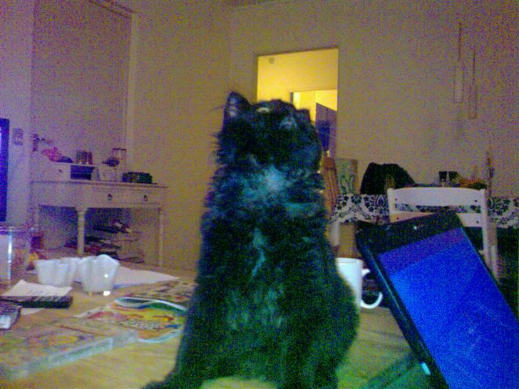 Blanding af racer Konrad billede 9