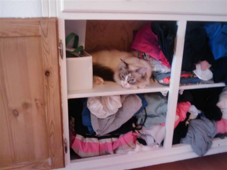 Ragdoll Gaia billede 8