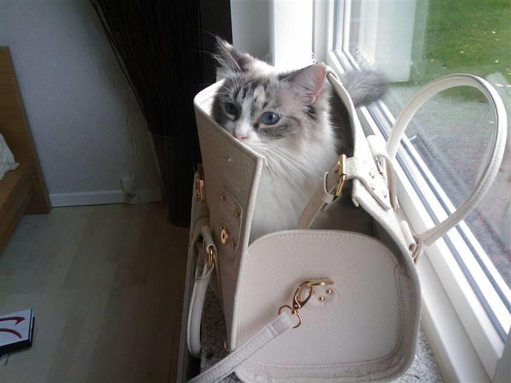 Ragdoll Gaia billede 9