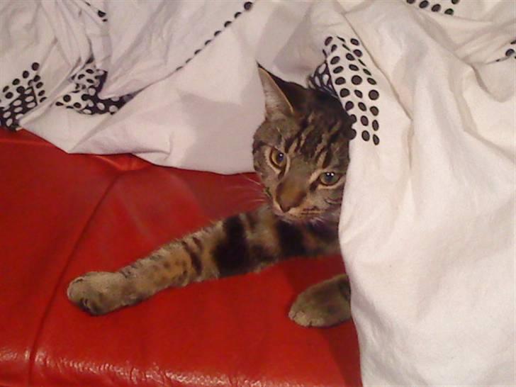 Huskat Felix billede 14