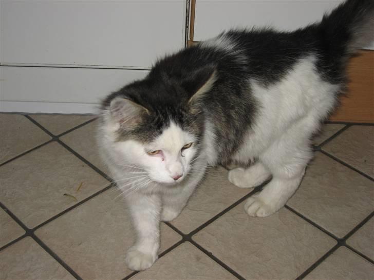 Blanding af racer Grimme billede 2