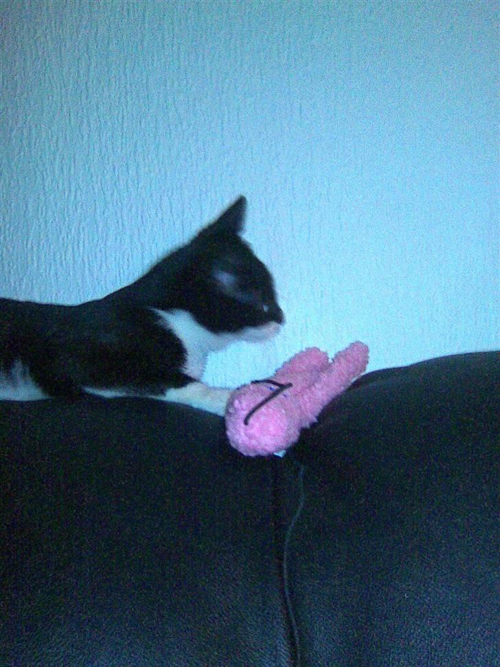 Huskat Nella - Her med sin bedste ven, Sprutte :) billede 10