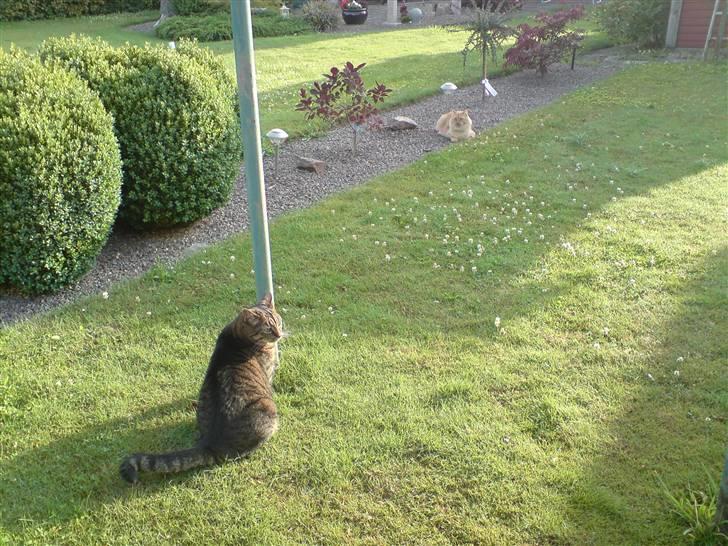 Huskat Dixie billede 13