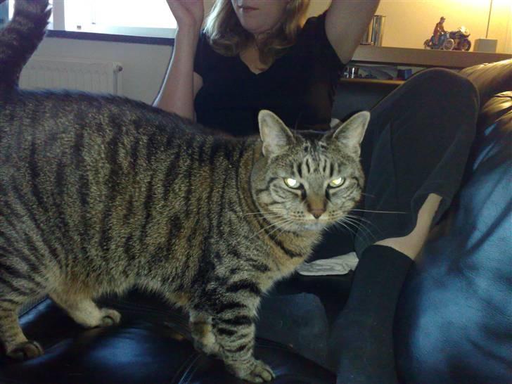 Huskat Dixie billede 14