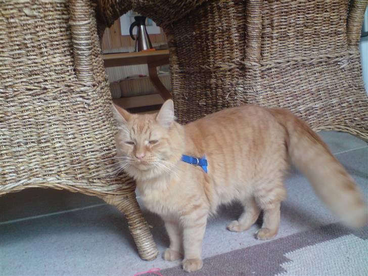 Maine Coon Troy Bayliss billede 12