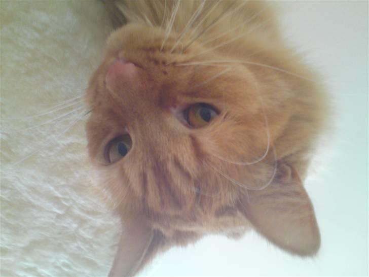 Maine Coon Troy Bayliss billede 13