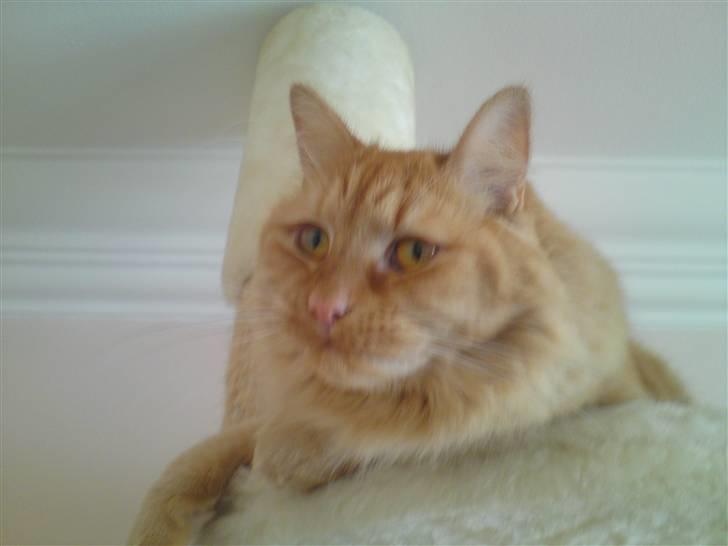 Maine Coon Troy Bayliss billede 14