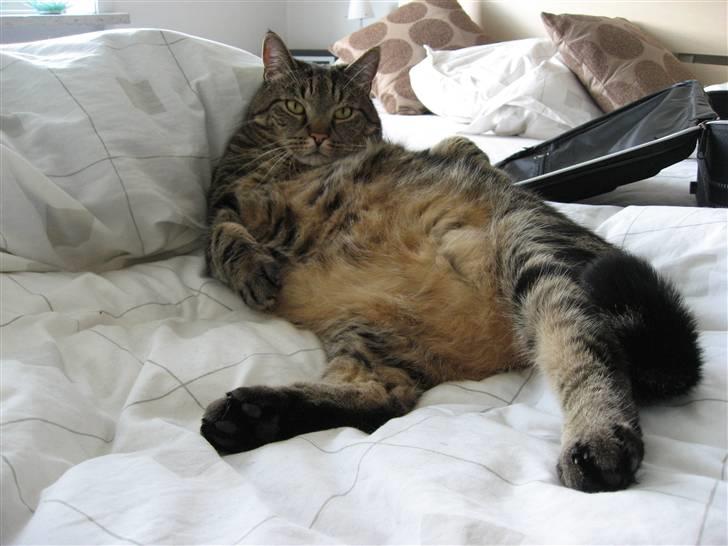 Huskat Pumba billede 16