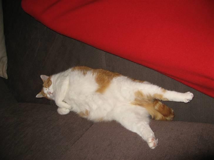 Blanding af racer Mille billede 13