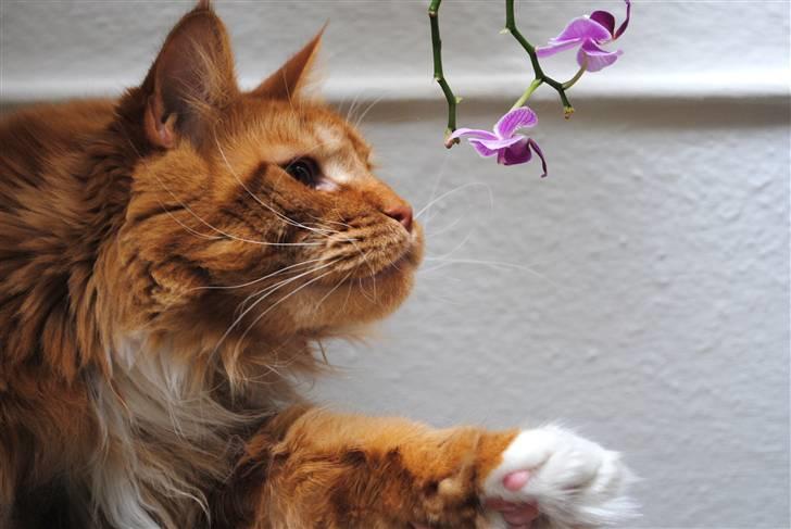 Maine Coon Anton billede 10