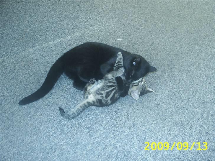 Huskat Baloo - Baloo i kamp med Sille billede 9